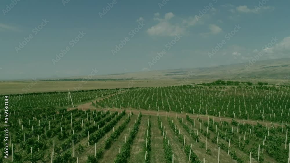 Aerial view video in an amazing vineyards landscape with drone, above vineyards in a beautiful day . Grapes In The Vineyard . Aerial view of green vineyard . Wine industry . Stock Video Footage . Aerial view video in an amazing vineyards landscape with drone, above vineyards in a beautiful day . Grapes In The Vineyard . Aerial view of green vineyard . Wine industry . Stock Video Footage .