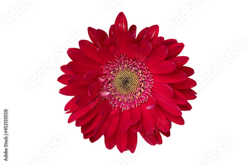 Top view colorful red gerbera flower or barberton daisy blooming. Close-up on pollen. On isolated white background with clipping path.