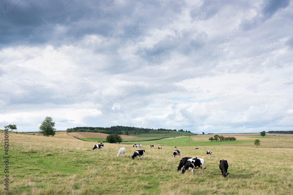 summer countryside landscape with green meadows and cows in french ardennes near charleville