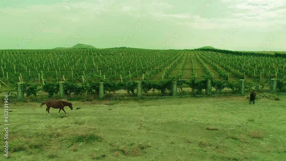 Aerial view of Horses eating grass, walking, grazing on a green meadow . Beautiful brown horses graze in a green meadow on farm at sunny day . Horses near vineyard . Aerial view of Horses eating grass, walking, grazing on a green meadow . Beautiful brown horses graze in a green meadow on farm at sunny day . Horses near vineyard .