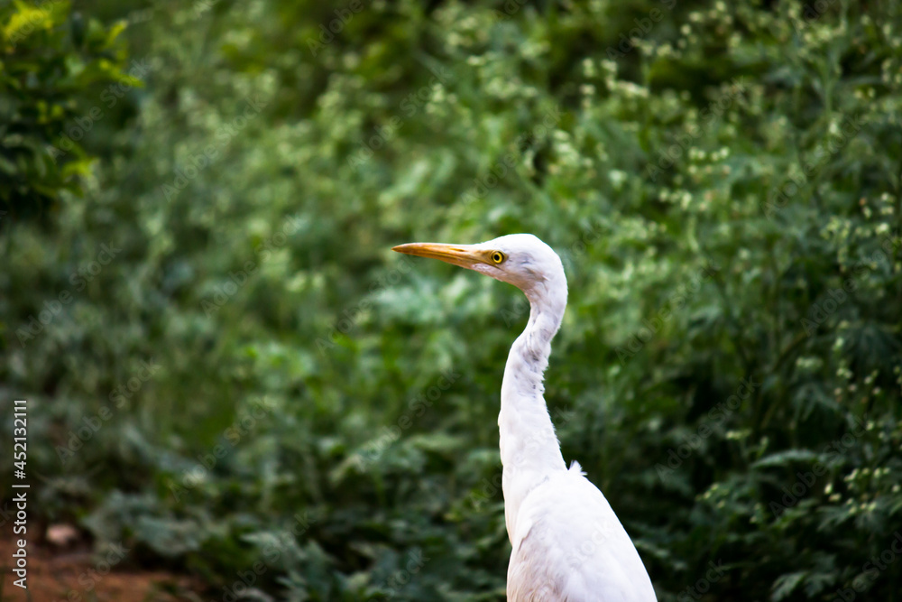 Cattle Egret or known as the bubulcus Ibis Standing Firmly near the plants for insects and pest
Cattle Egret or known as the bubulcus Ibis Standing Firmly near the plants for insects and pest