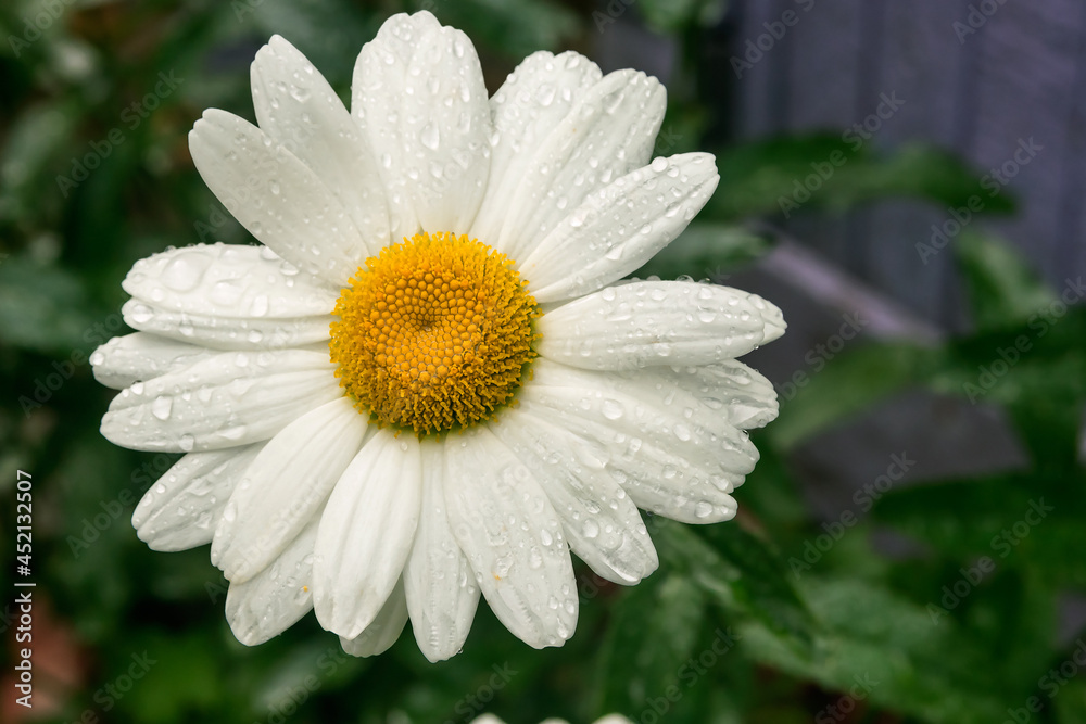 Blooming flower of white garden chamomile close-up. Blooming flower of white garden chamomile close-up.