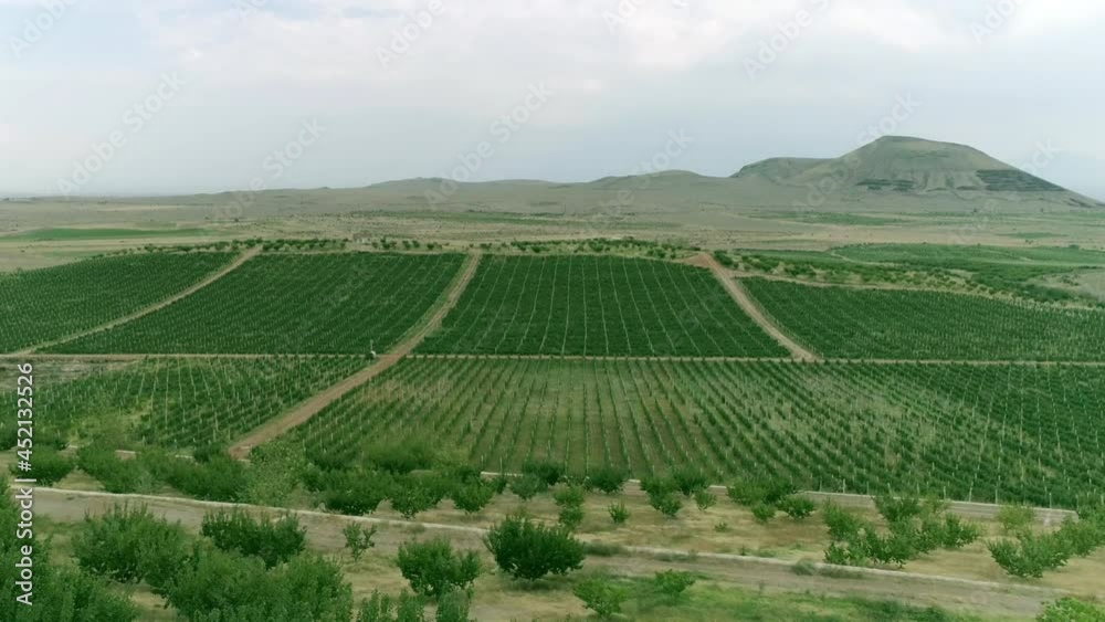 Aerial view video in an amazing vineyards landscape with drone, above vineyards in a beautiful day . Grapes In The Vineyard . Aerial view of green vineyard . Wine industry . Stock Video Footage . Aerial view video in an amazing vineyards landscape with drone, above vineyards in a beautiful day . Grapes In The Vineyard . Aerial view of green vineyard . Wine industry . Stock Video Footage .