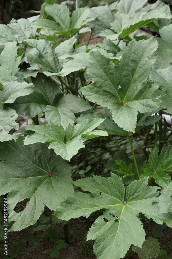 家庭菜園　オクラの葉