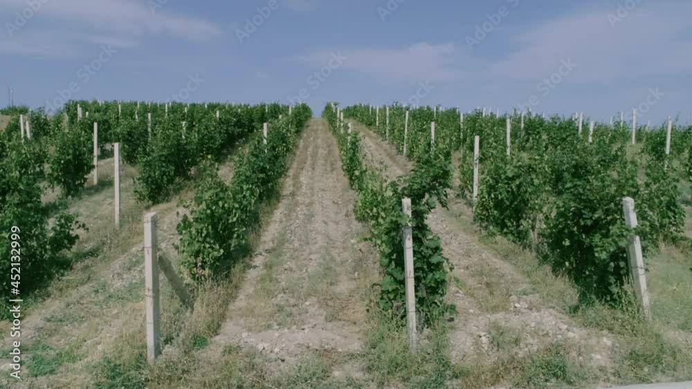 Aerial view video in an amazing vineyards landscape with drone, above vineyards in a beautiful day . Grapes In The Vineyard . Aerial view of green vineyard . Wine industry . Stock Video Footage . Aerial view video in an amazing vineyards landscape with drone, above vineyards in a beautiful day . Grapes In The Vineyard . Aerial view of green vineyard . Wine industry . Stock Video Footage .