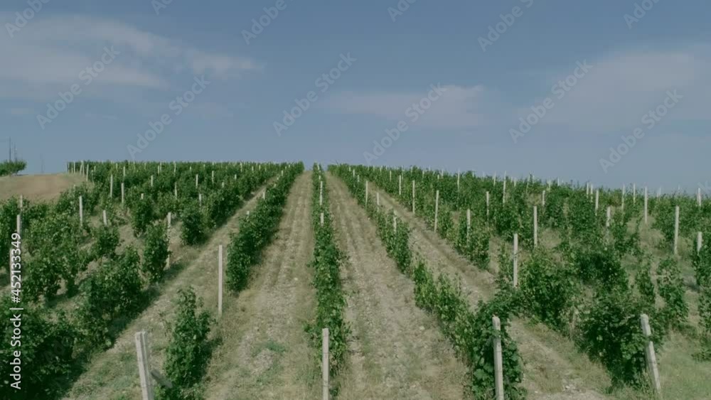 Aerial view video in an amazing vineyards landscape with drone, above vineyards in a beautiful day . Grapes In The Vineyard . Aerial view of green vineyard . Wine industry . Stock Video Footage . Aerial view video in an amazing vineyards landscape with drone, above vineyards in a beautiful day . Grapes In The Vineyard . Aerial view of green vineyard . Wine industry . Stock Video Footage .