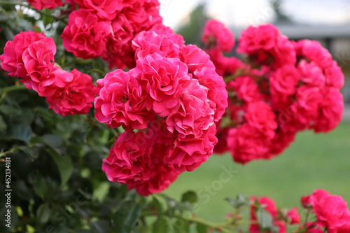 dazzling roses ready to be picked
