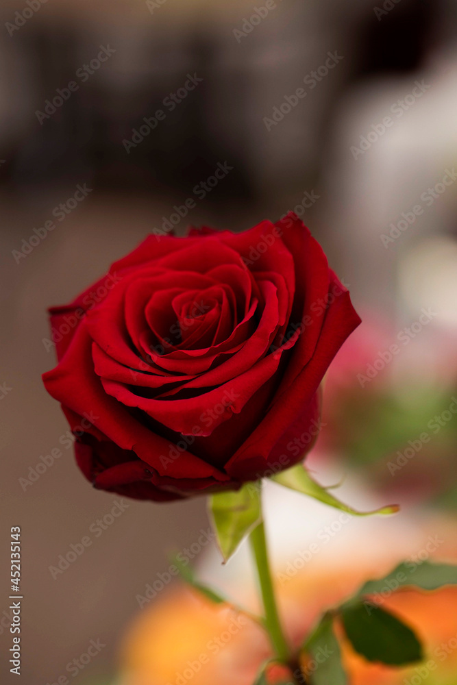 Fototapeta premium red rose on black background