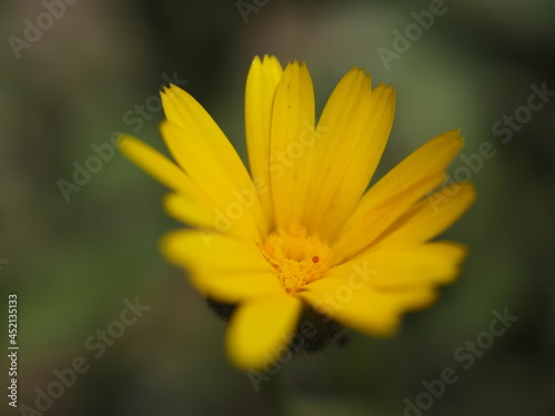 Flor Amarilla en plena naturaleza