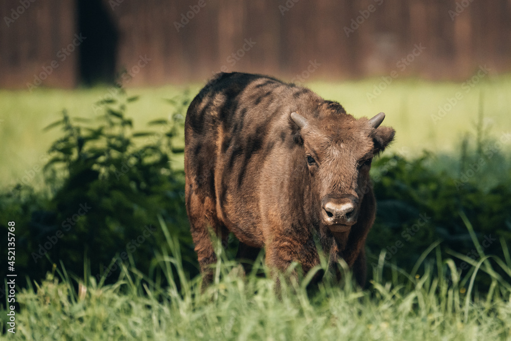 European bison (called Wisent) in the Białowieża National Park European bison (called Wisent) in the Białowieża National Park