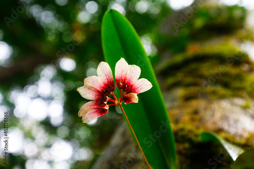 Cirrhopetalum curtisii red and small Orchid from Thailand. photo