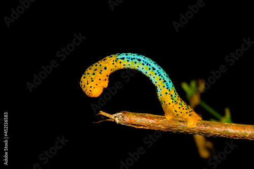Yellow and blue worm on black background.