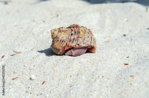 hermit crab on sandy beach, Summer