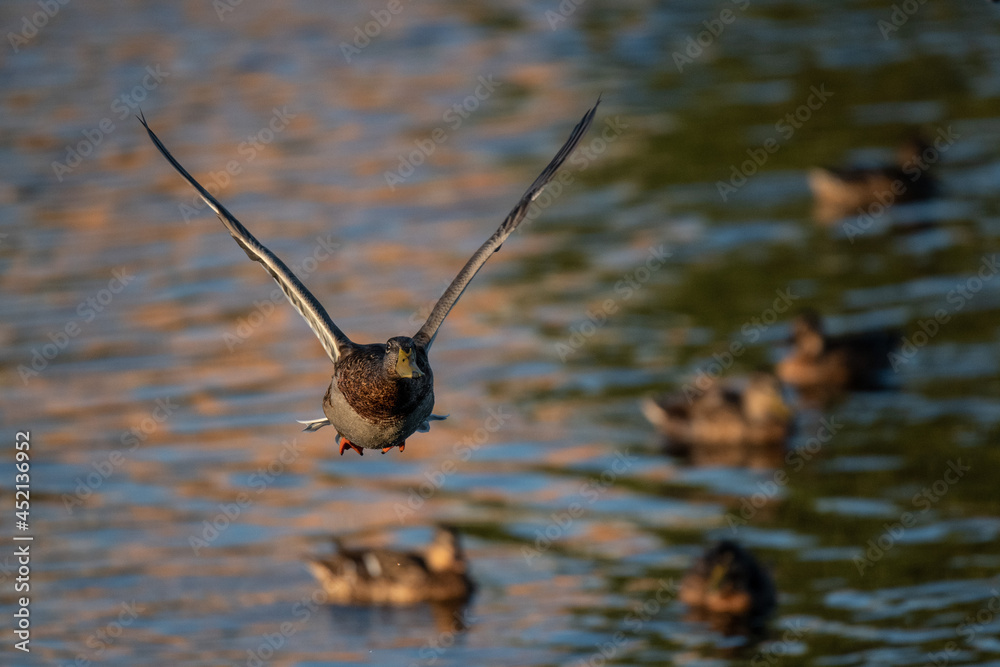 A female mallard (Anas platyrhynchos) with its wings spread flying during a sunny summer day over a pond. A female mallard (Anas platyrhynchos) with its wings spread flying during a sunny summer day over a pond.