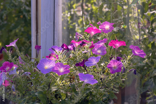 Petunia flowers against a hothouse glass by summer day