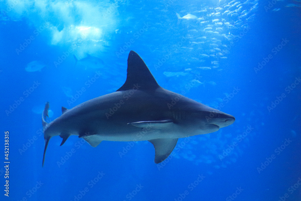 Shark posing in the deep blue water in a oceanarium