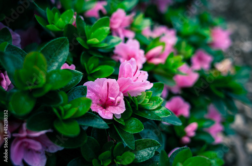 pink flowers