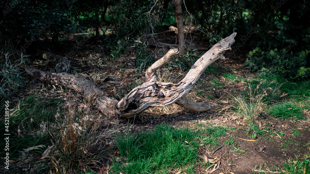 tree in the forest