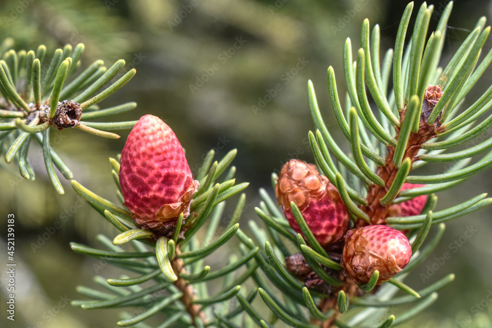 Sapin, Nature Sapin, Nature