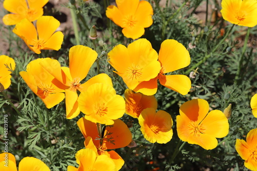 春の庭に咲くカリフォルニアポピーの黄色い花