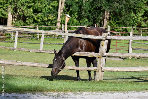 Black horses reaches through fence rails to eat greener grass on the other side of the fence