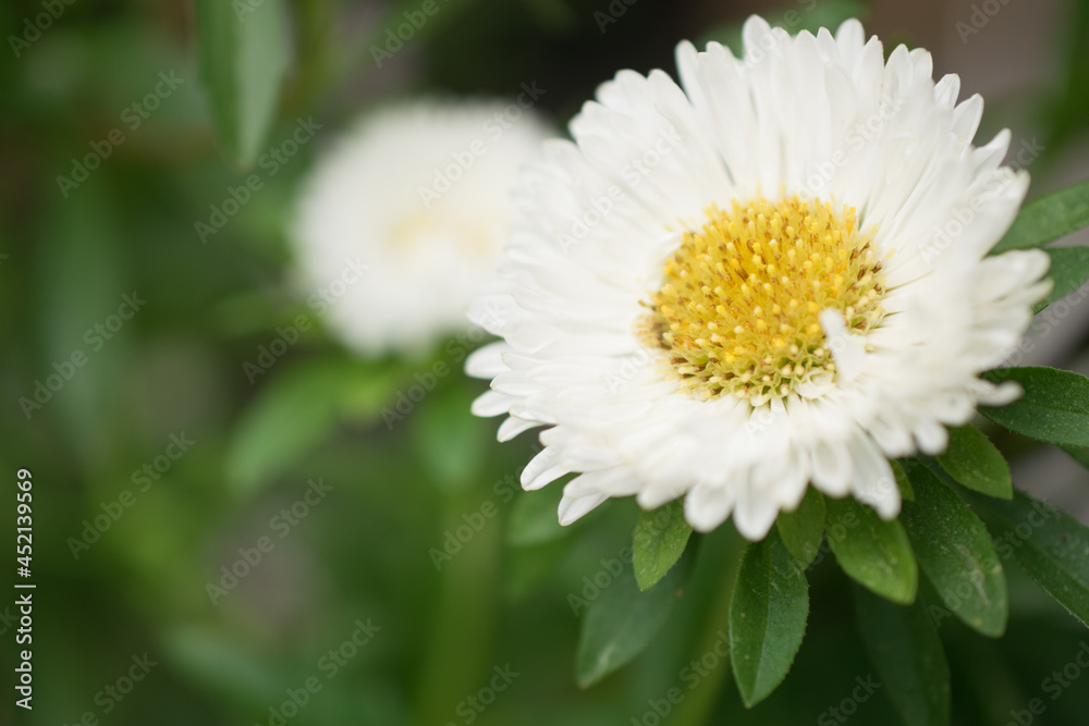 Outdoor small white cute chrysanthemum flowers Outdoor small white cute chrysanthemum flowers