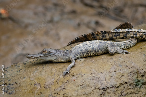 Valokuva Hatchling saltwater crocodile (Crocodylus porosus)