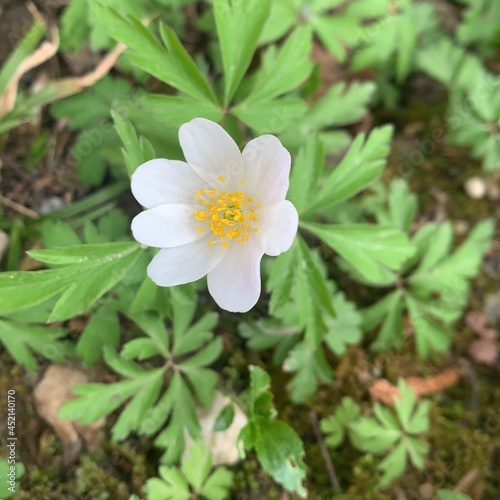 white flowers in the garden