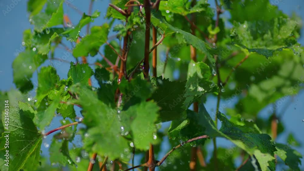 Closeup of a branch of ripe grapes under raindrops. Heavy rain on vineyard. Irrigation of grape tree . Beautiful stock footage for wine commercial . Shot on ARRI ALEXA Cinema Camera in slow motion . Closeup of a branch of ripe grapes under raindrops. Heavy rain on vineyard. Irrigation of grape tree . Beautiful stock footage for wine commercial . Shot on ARRI ALEXA Cinema Camera in slow motion .