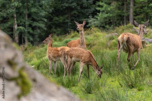 Portrait of a red deer herd; portrait of a red deer family, cervus elaphus in an enclosure in Scheuereck, Nationalpark Bayerischer Wald