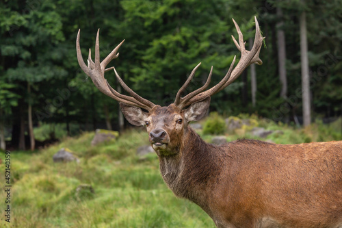 portrait of a male red deer, cervus elaphus in an enclosure in Scheuereck, Nationalpark Bayerischer Wald © Annabell Gsödl