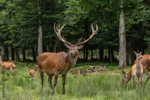 Portrait of a red deer herd; portrait of a red deer family, cervus elaphus in an enclosure in Scheuereck, Nationalpark Bayerischer Wald