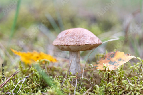 Boletus mushroom growing in moss in the forest. Beautiful autumn season plant. Edible leccinum mushroom, raw food. Vegetarian natural meal
