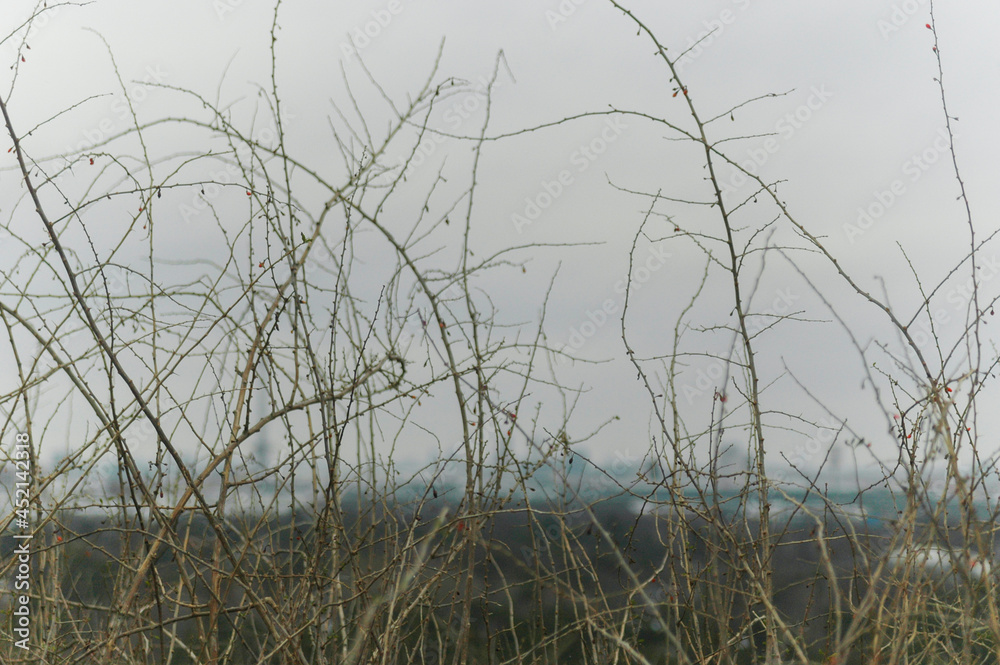 Cold winter mood with branches and city in the background Cold winter mood with branches and city in the background