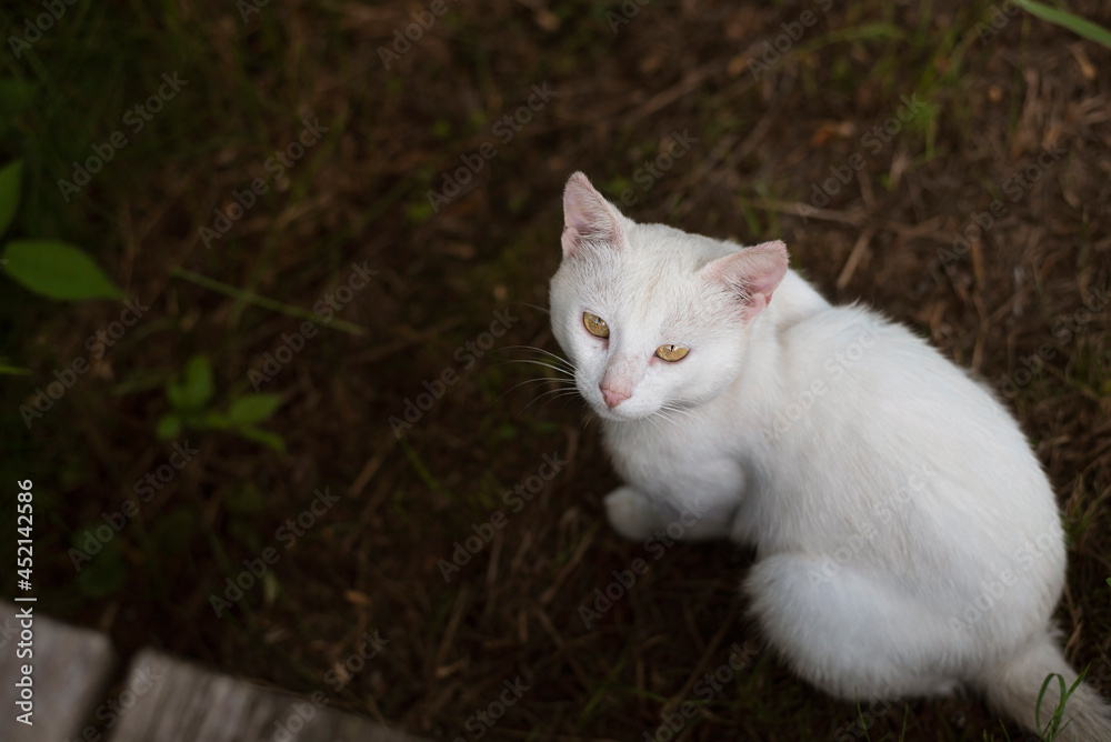 White cat with beautiful yellow eyes but sad, because she lives on the street and needs a place to live, the tender care of the owners
