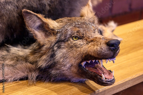 Wolf head as a hunting trophy on wooden background.