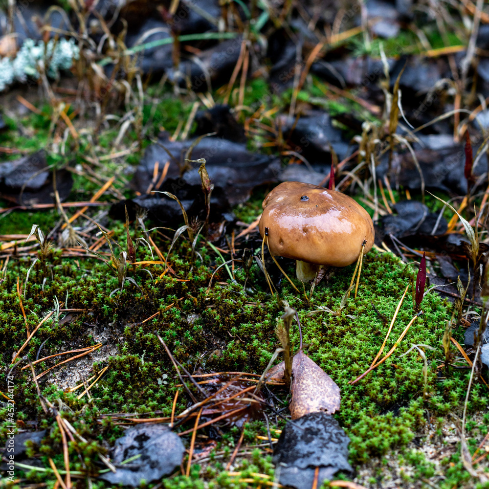 One wet mushroom grows in a pine forest. A forest mushroom that grows in green moss around which spruce needles and blackened fallen leaves lie. Beautiful close-up of a forest mushroom. One wet mushroom grows in a pine forest. A forest mushroom that grows in green moss around which spruce needles and blackened fallen leaves lie. Beautiful close-up of a forest mushroom.