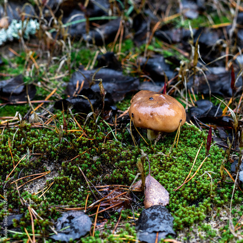 One wet mushroom grows in a pine forest. A forest mushroom that grows in green moss around which spruce needles and blackened fallen leaves lie. Beautiful close-up of a forest mushroom.