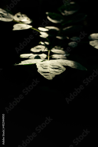 green leaf with morning sun with black background