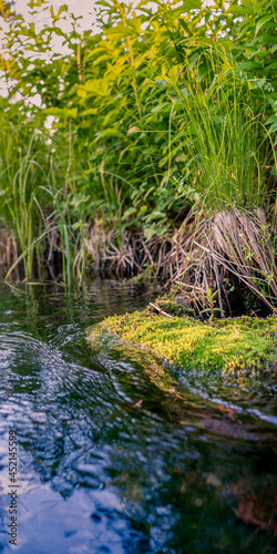 River in a dense forest on a sunny day. Between the banks a rushing stream of water overgrown with green grass.