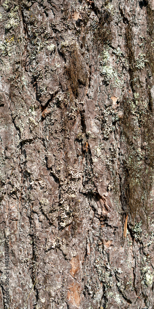 Texture shot of brown tree bark, filling the frame Texture shot of brown tree bark, filling the frame