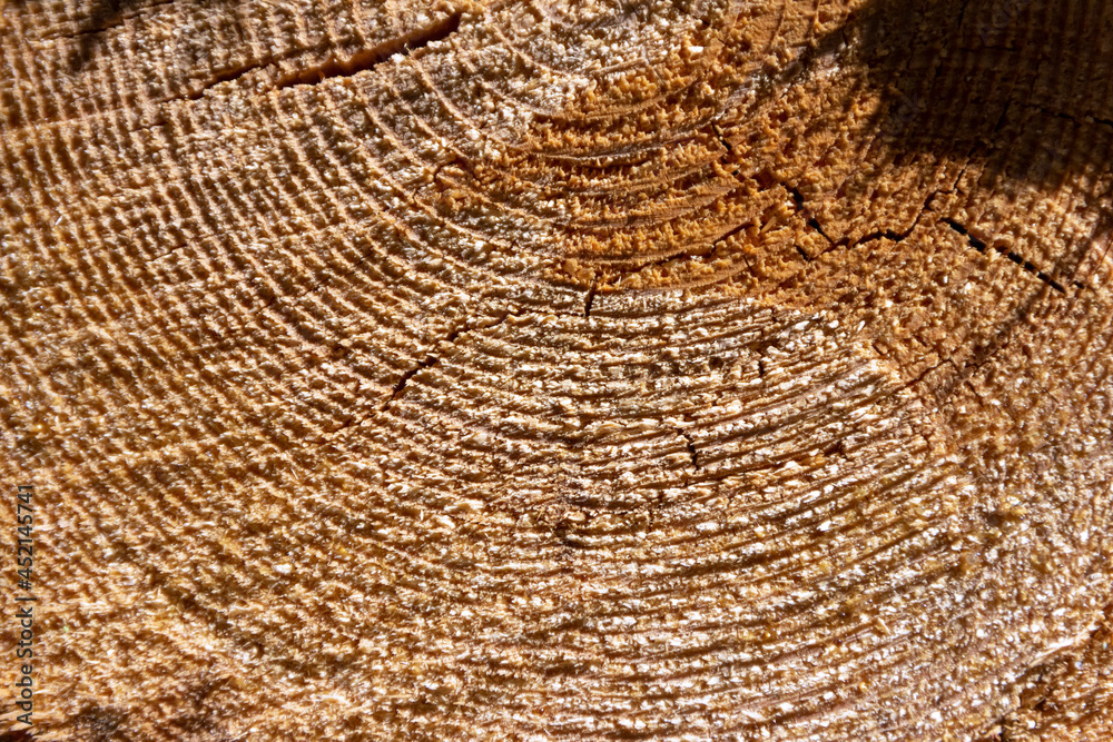 Naklejka premium The ends of sawn pine logs are close-up. Stacked tree trunks at a logging site in Russia.