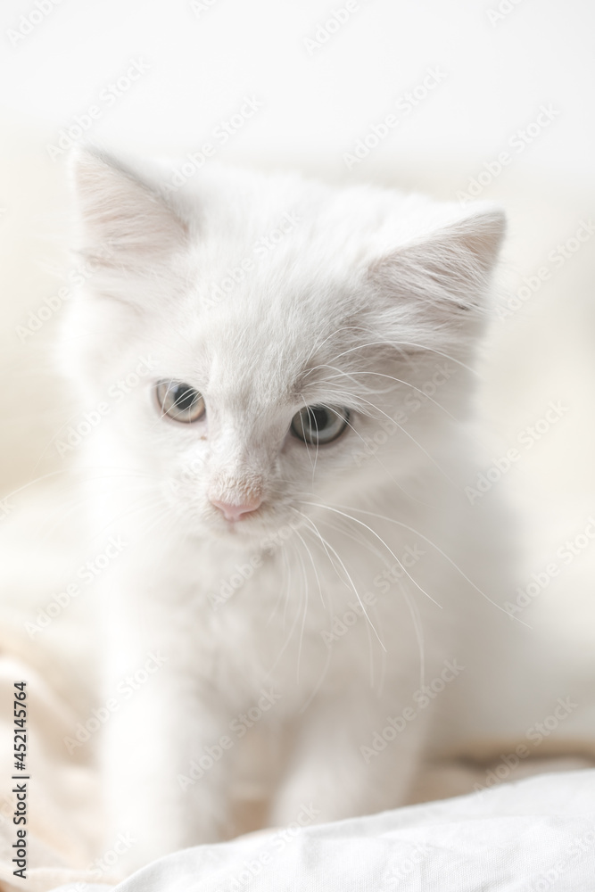 small white domestic kitten on bed with white blanket. cute adorable pet cat