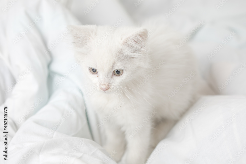 small white domestic kitten on bed with white blanket. cute adorable pet cat