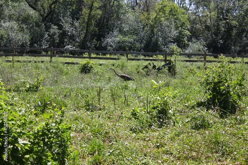 Great heron stalking its prey in the country farm fields on a bright sunny summer day.