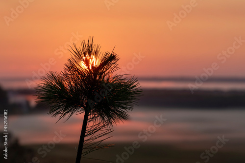 sunsrise on the field