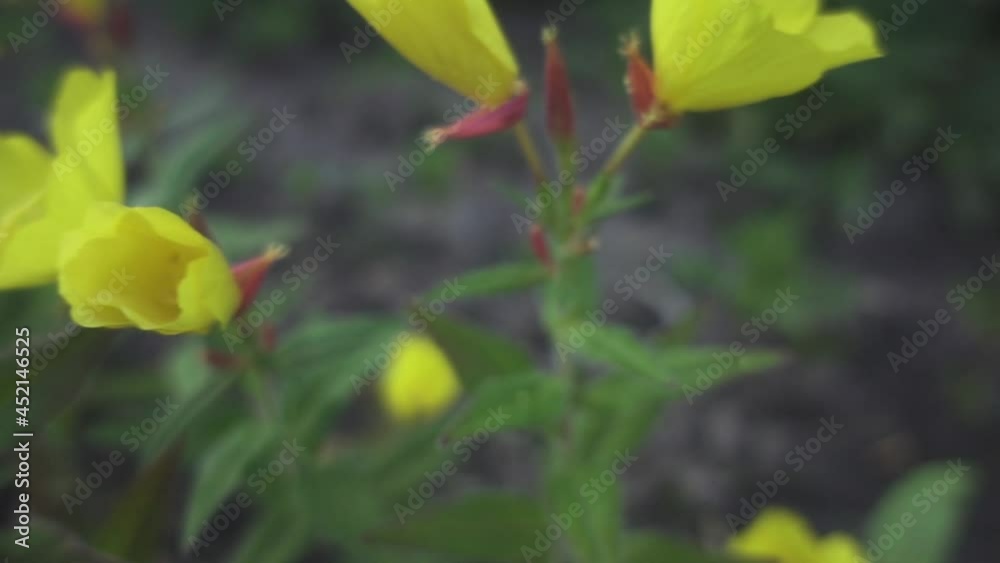 Oenothera biennis, common eveningprimrose, is species of flowering