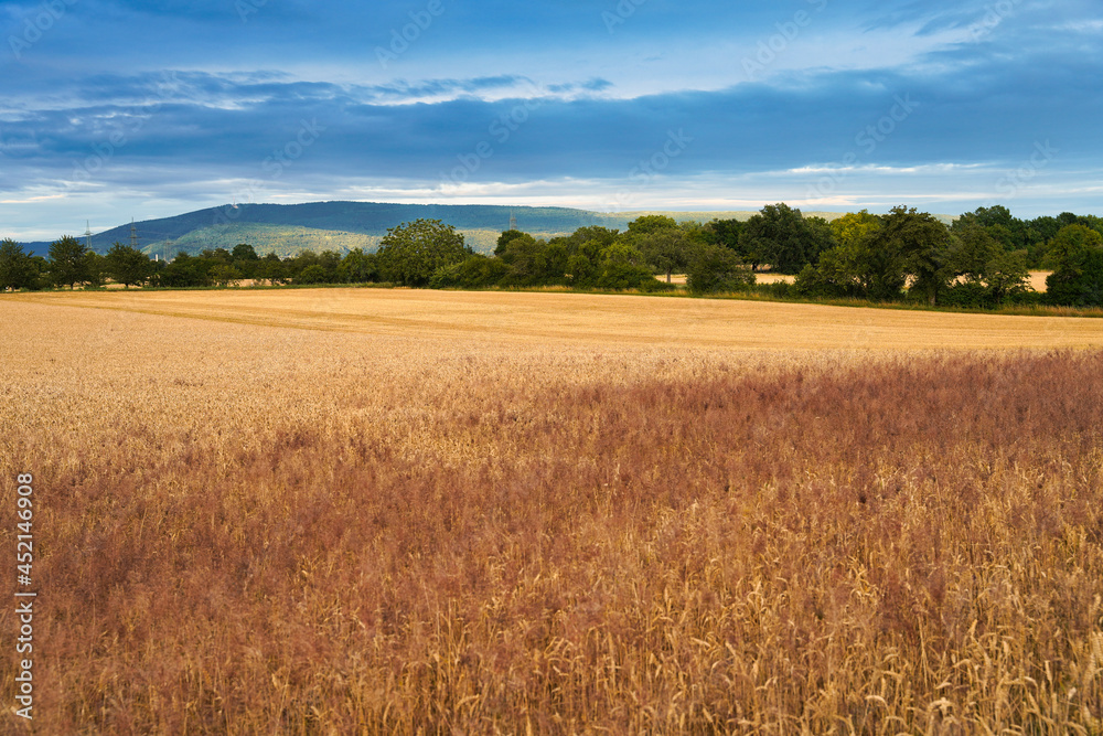 German landscape near Heidelberg with a corn field, trees and mount Königstuhl in the background.