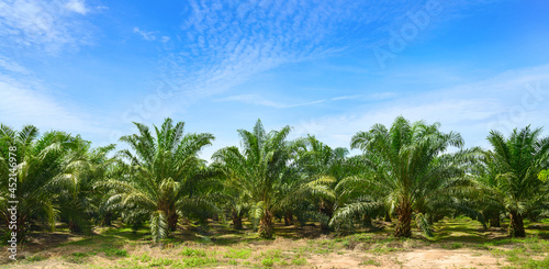 Palm oil plantation growing up with blue sky background. photo