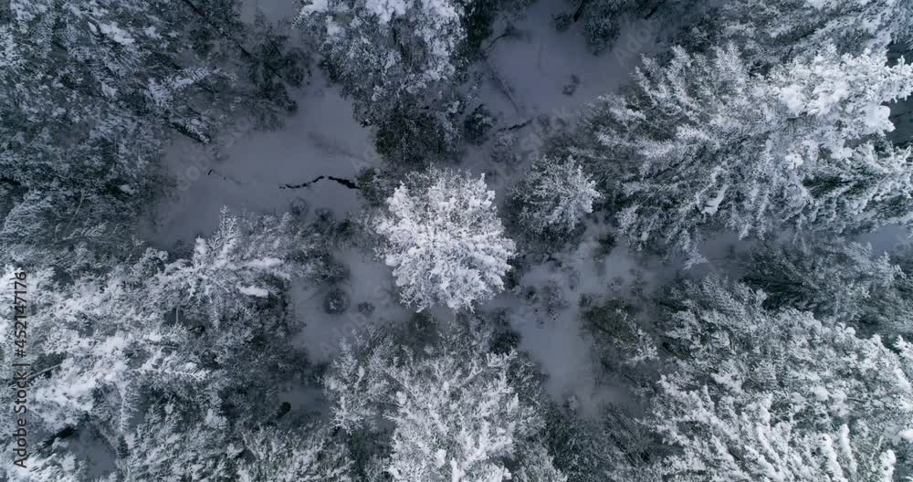 snow covered trees in winter snow covered trees in winter